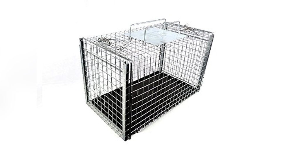 Best Way to Catch Feral Cats Using Humane Traps and Outdoor Shelters