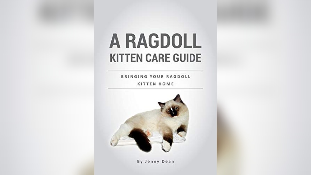 Best Way to Get Cat Food Battle Cats: Top Tips and Tricks