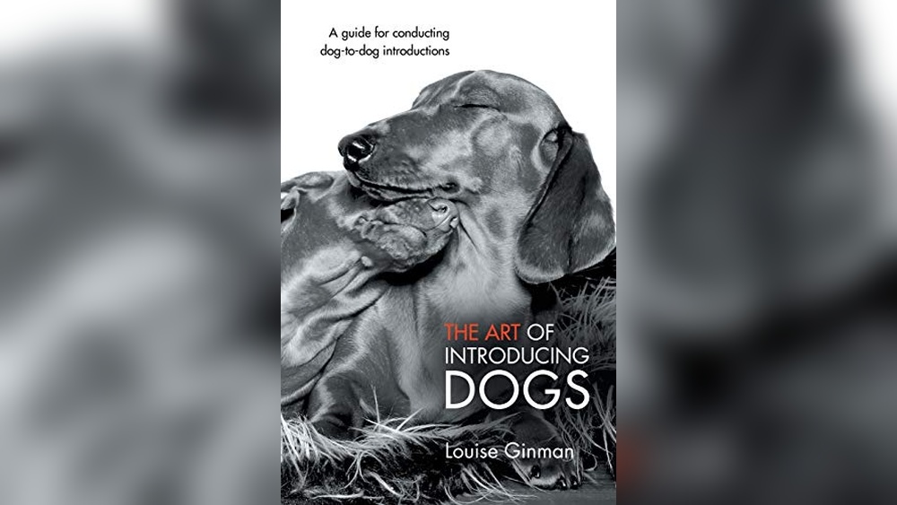 Best Way to Introduce a Puppy to a Cat for Peaceful Coexistence