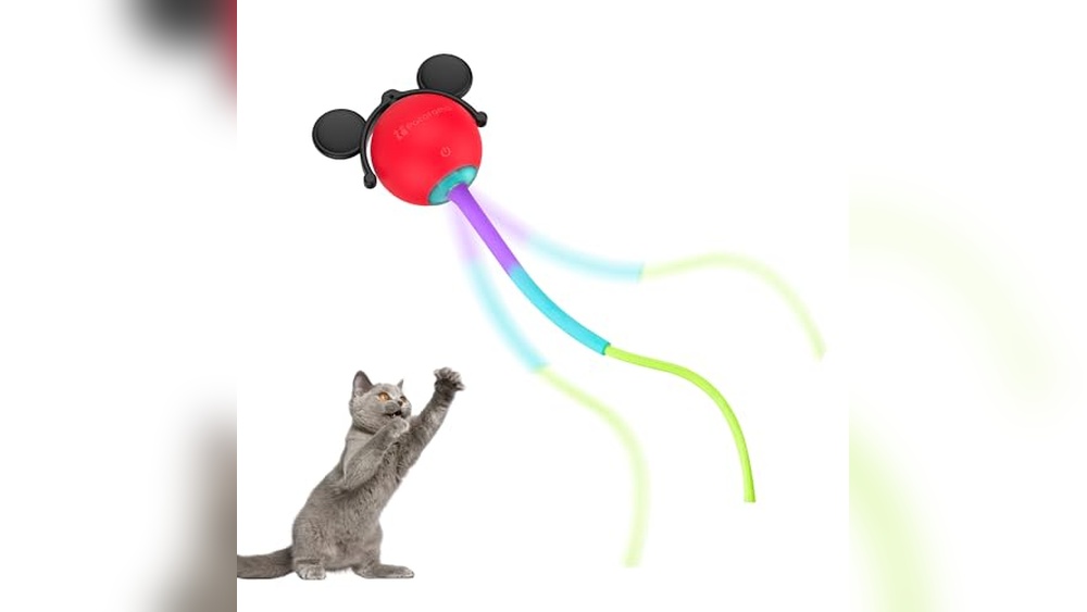 Best Way to Move a Cat Long Distance with Interactive Toys