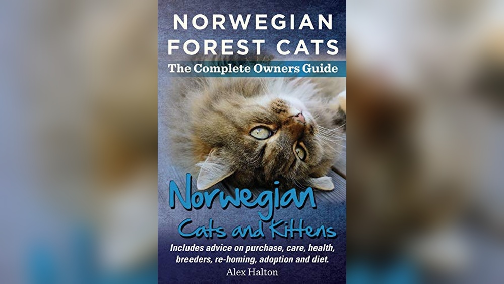 Best Way to Rehome a Cat: Expert Tips for Loving New Homes