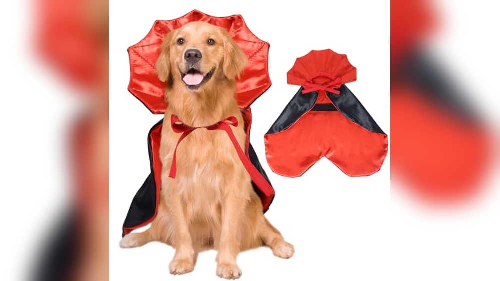 Black Cat Golden Retriever Best Friends TikTok Halloween Costume Ideas