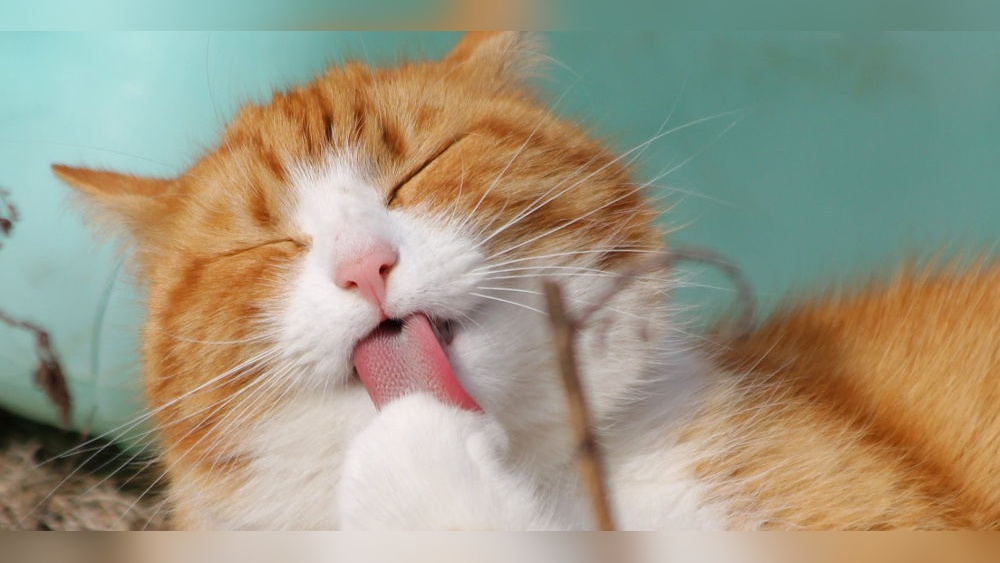 Can a Cat Be Sick And Still Grooming Itself? Signs to Watch For