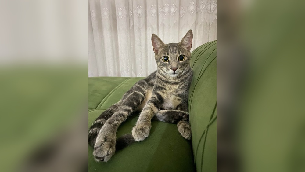 Can Cats Be Mixed Breeds: Discover the Truth About Feline Genetics