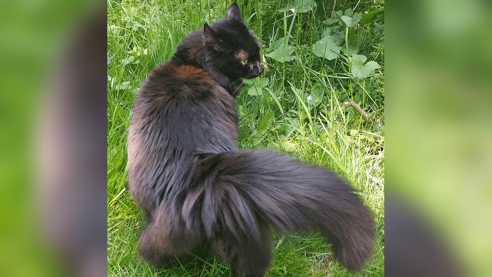 Can Cats Be Sedated for Grooming: Safe Tips Every Owner Must Know