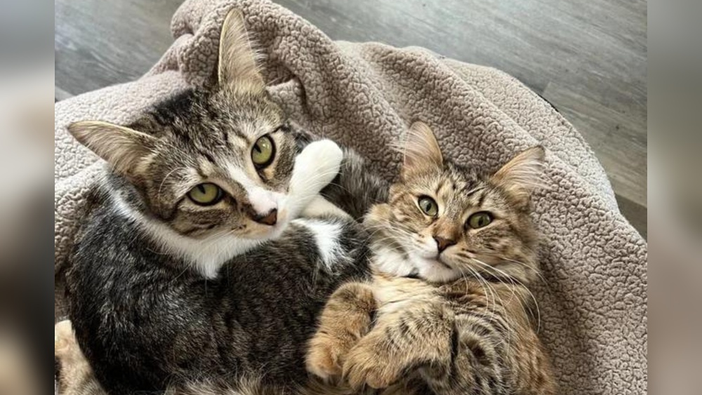 Can Cats from the Same Litter Be Different Breeds? Surprising Facts