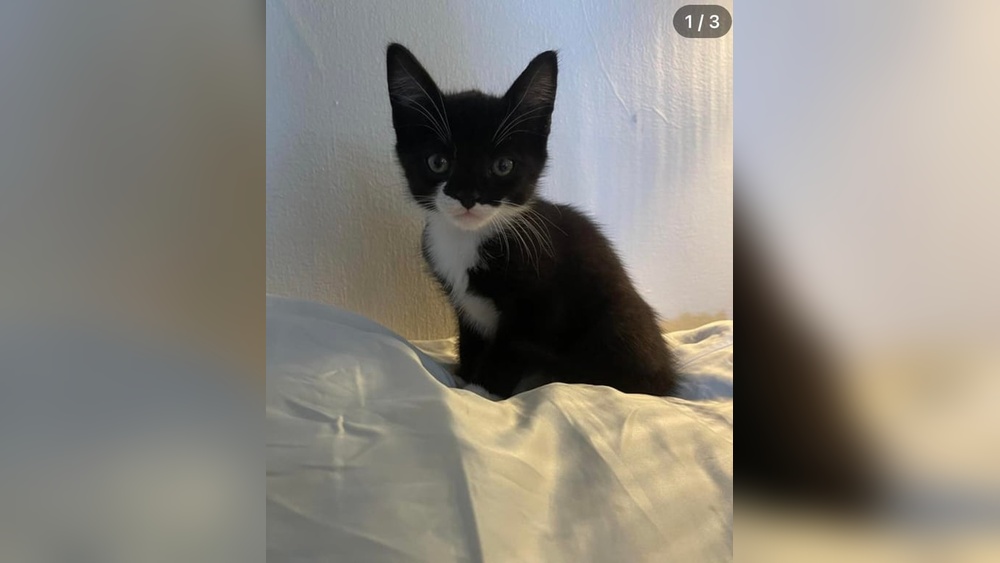 Can Cats Give Birth to Different Breeds? Myth or Reality Explained