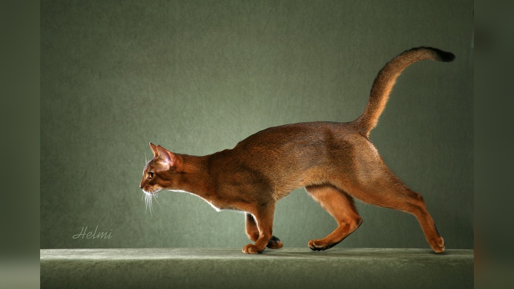 Can Different Cat Breeds Live Together: Expert Tips for Harmony