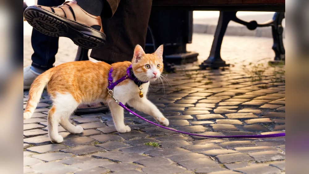 Can Ou Jog With a Cat on Leash Breeds: Top Active Feline Choices