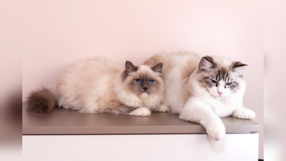 Can You Be Allergic to Specific Cat Breeds? Shocking Truths Revealed