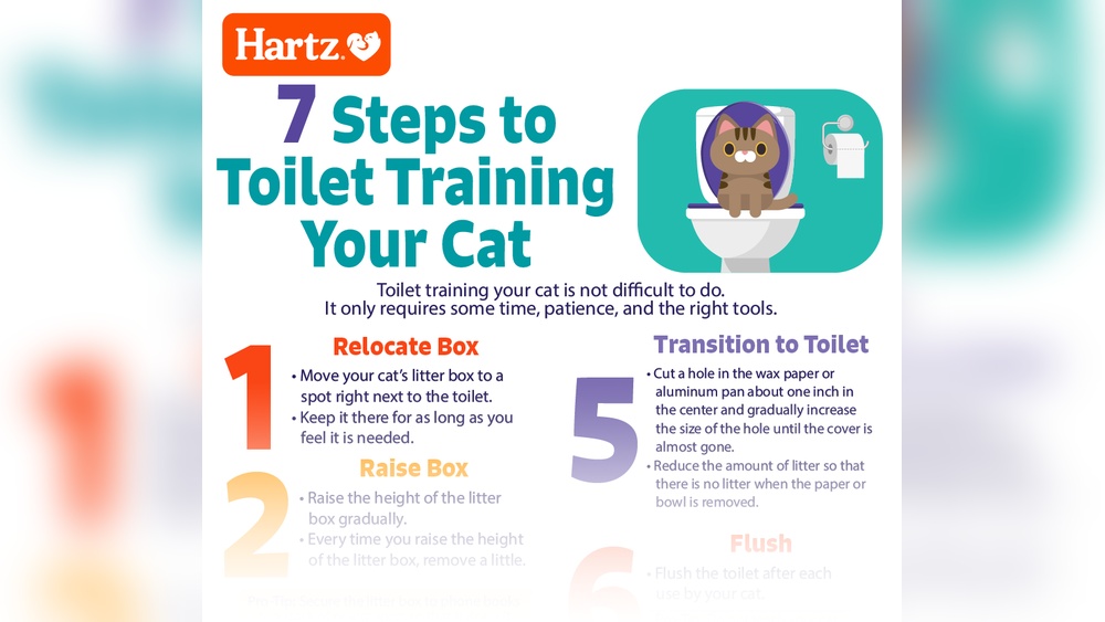 Can You Re Potty Train a Cat: Proven Tips for Success