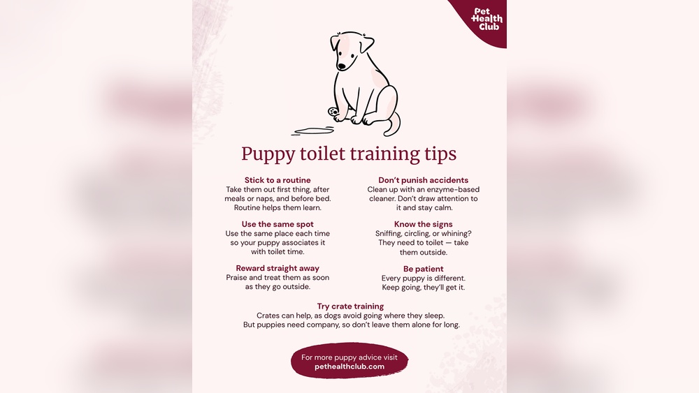 Can You Use Cat Litter to Potty Train a Dog: Effective Tips!