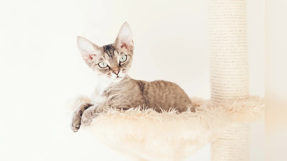 Do All Cat Breeds Shed? Discover the Surprising Truth Today!