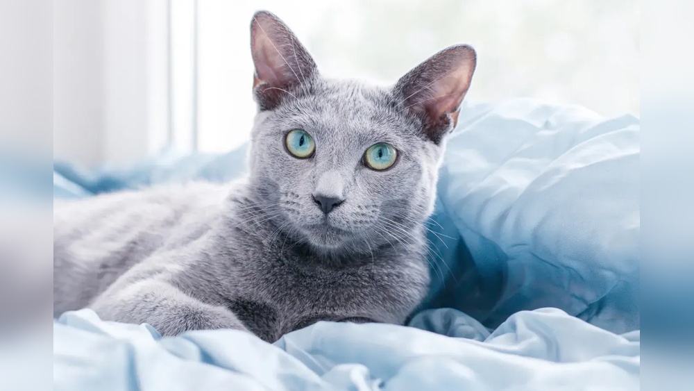 Do Any Cat Breeds Like to Keep Eye Contact? Surprising Insights