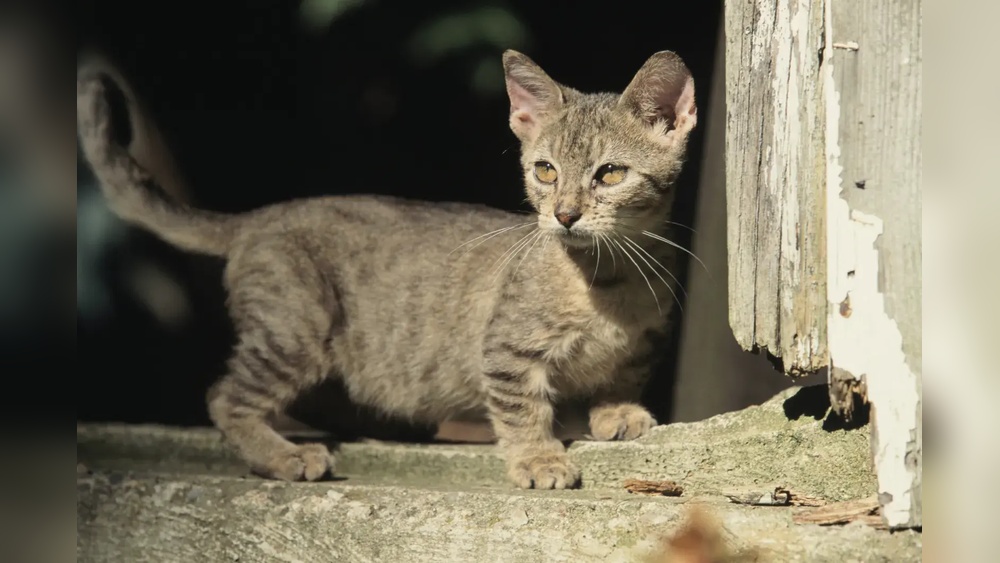 Do Any Cat Breeds Stay Small: Discover Petite Feline Wonders!