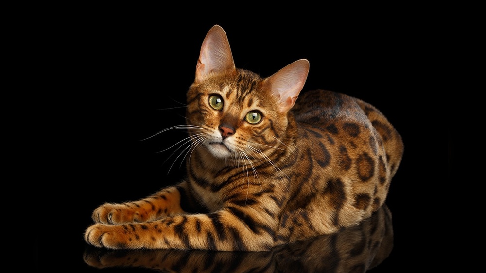 Do Bengal Cats Spray More Than Other Breeds? Shocking Truth Revealed!