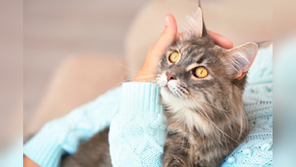 Do Cat Breeds Matter: Unveiling Surprising Truths for Cat Lovers