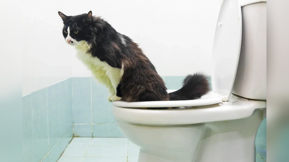 Do Cats Get Potty Trained: Essential Tips for Success