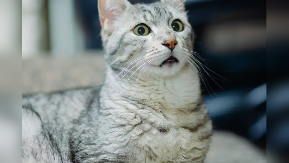 Do Cats Give Birth to Different Breeds? Myth vs. Reality Explained