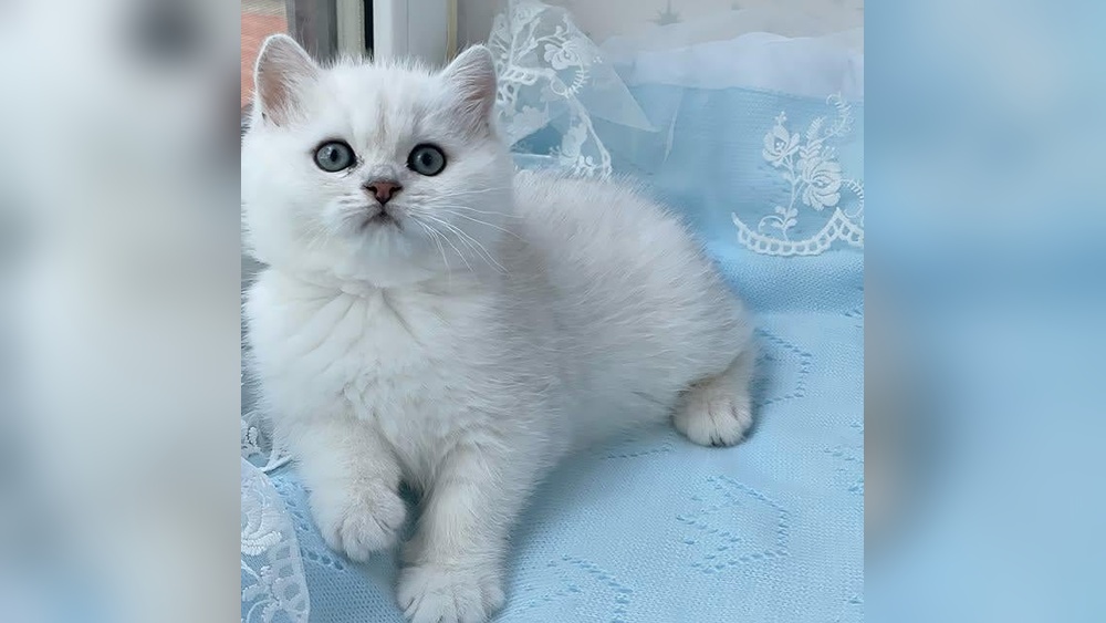 Do Cats Have Breeds: Discover the Fascinating Feline Varieties