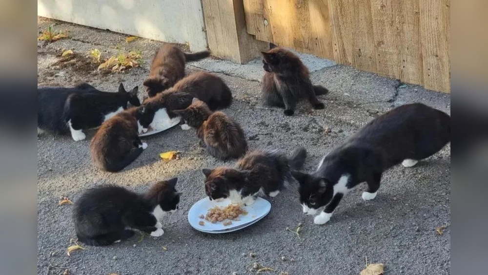 Do Feral Cats Keep Breeding? Understanding the Endless Cycle