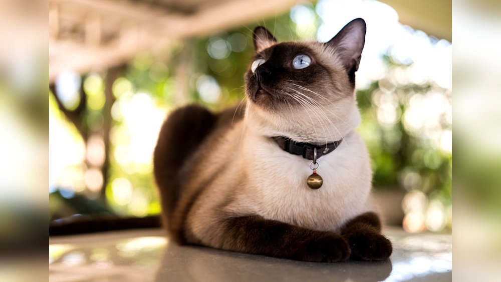 Do Siamese Cats Live Longer Than Other Breeds? Surprising Facts!
