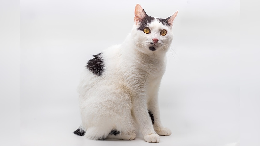 Do Specific Cat Breeds Keep Their Tails Down? Surprising Facts Revealed