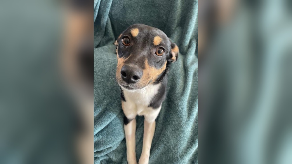 Do Toy Fox Terriers Get along With Cats: Surprising Truth Revealed