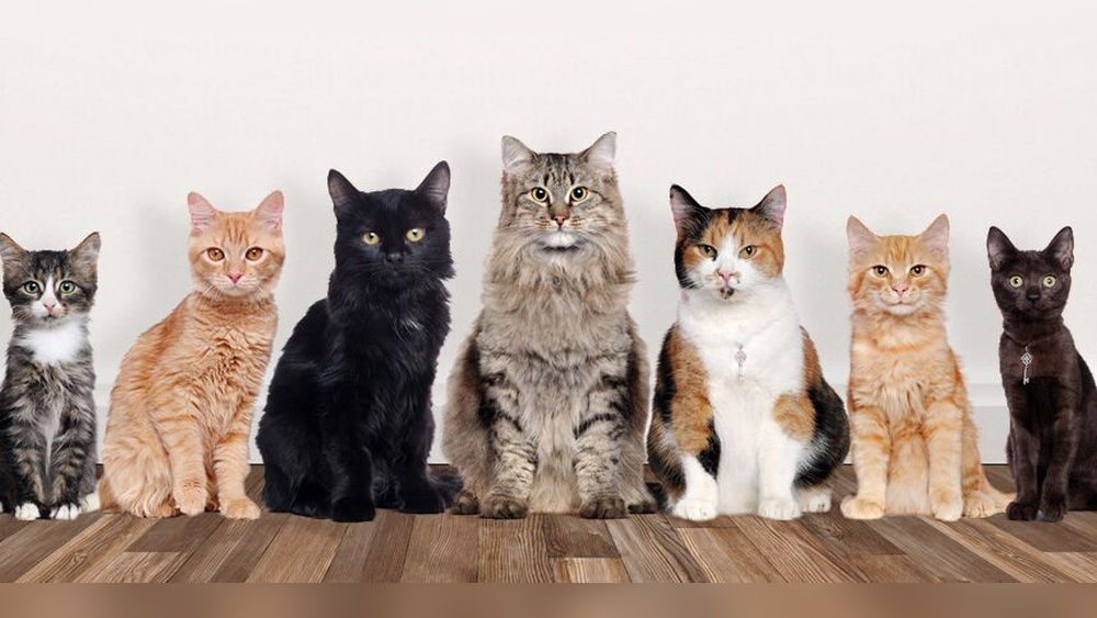 Do You Know Your Cat Breeds Quiz: Test Your Feline IQ Now!