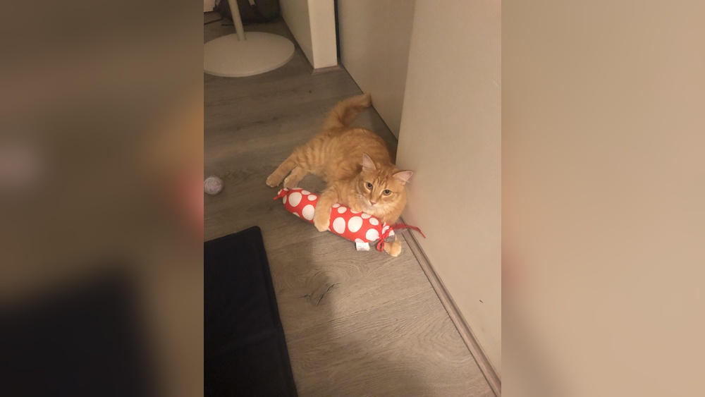 Does My Cat Know I’M Controlling the Toy? Surprising Insights!