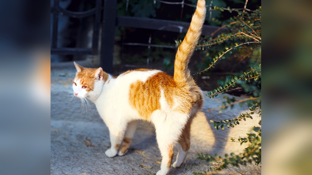 Does Neutering Your Cat Help With Potty Training: Proven Tips