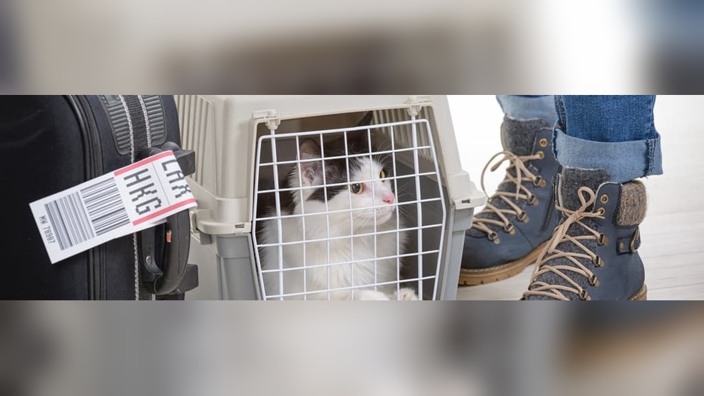 Does Travelling With a Cat Count As Carry On? Essential Guide