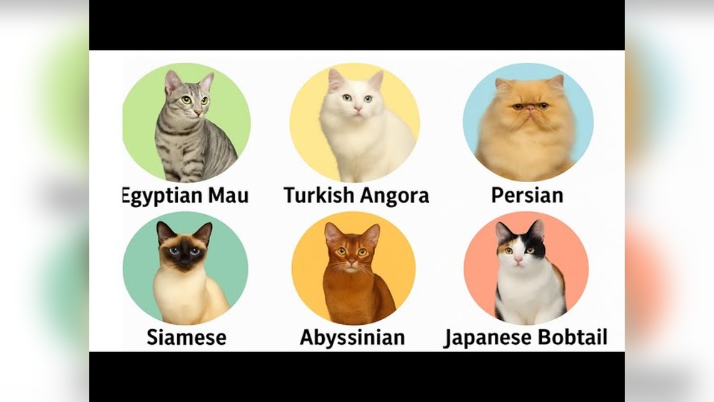 How Breeds of Cats are There: Discover the Ultimate Cat Guide