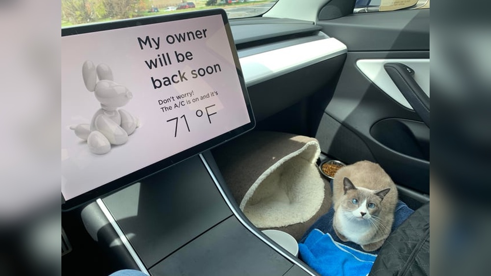 How Can I Travel With My Cat in the Car: Essential Tips & Tricks