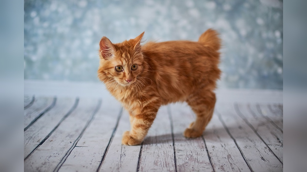 How Do Cat Breeds Work: Unlocking Feline Genetics and Traits
