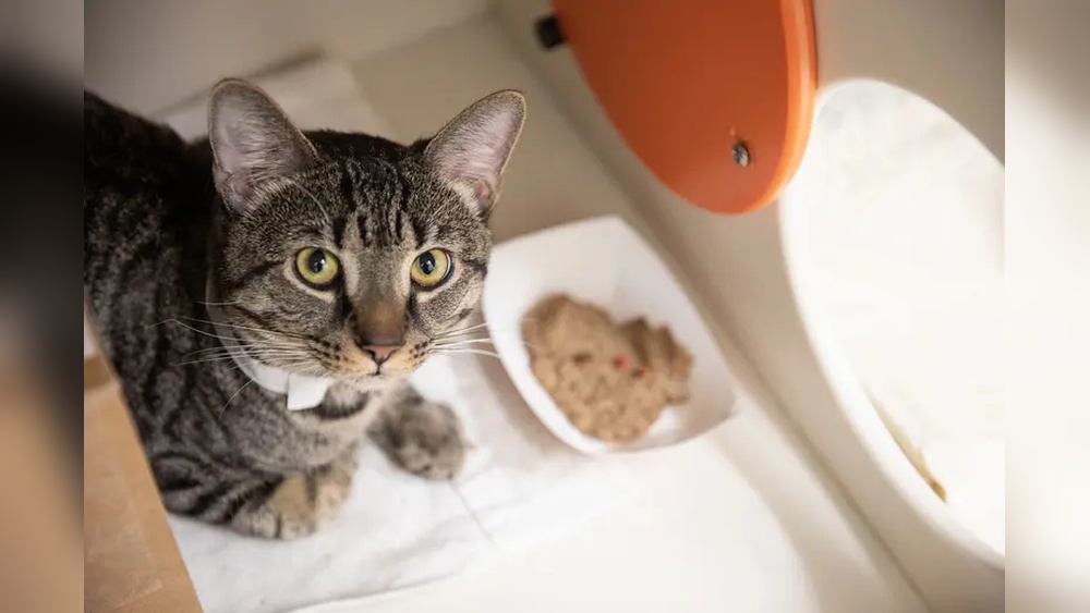 How Do Cats Get Potty Trained in a Shelter: Proven Tips & Tricks