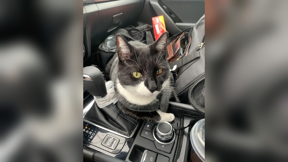 How Do People Travel from Ny to Florida With Cats: Expert Tips