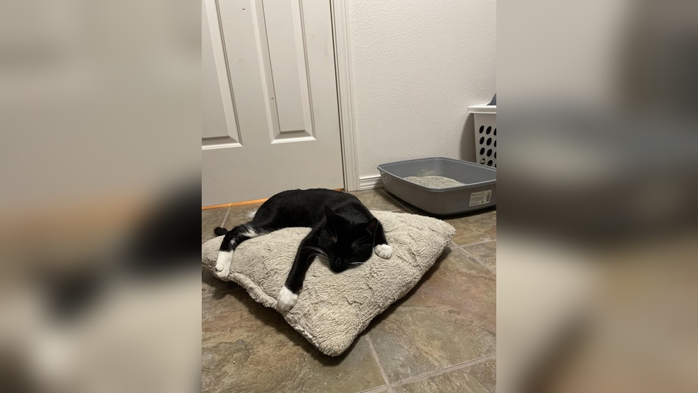 How Do You Potty Train a Stray Cat: Simple Steps for Success