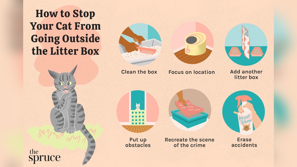 How Do You Train a Cat to Go Potty Outside: Easy Steps Revealed