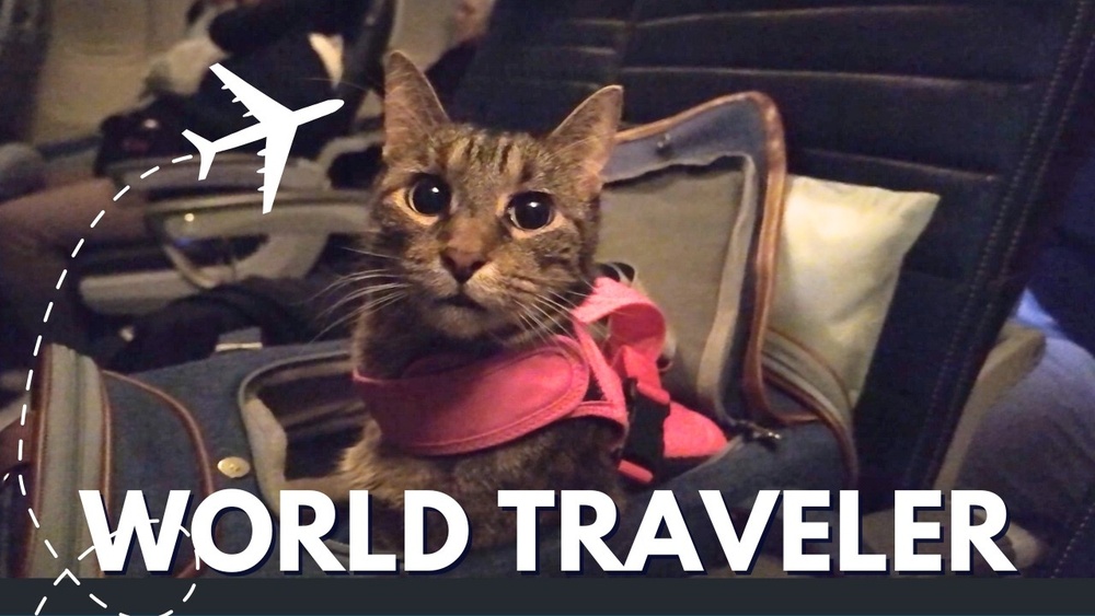 How Do You Travel With Cats to Europe: Essential Tips for Stress-Free Trips