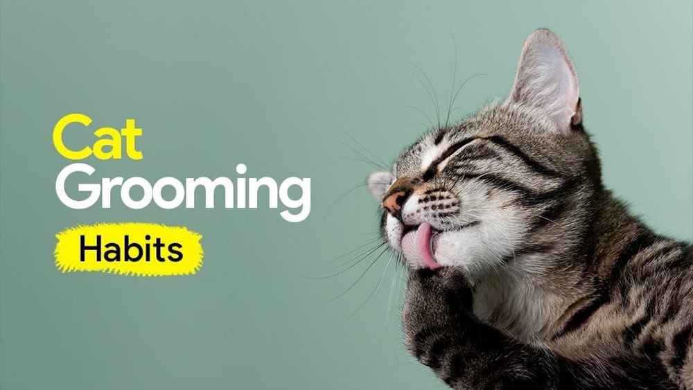 How Long Do Cats Spend Grooming: Surprising Facts Revealed