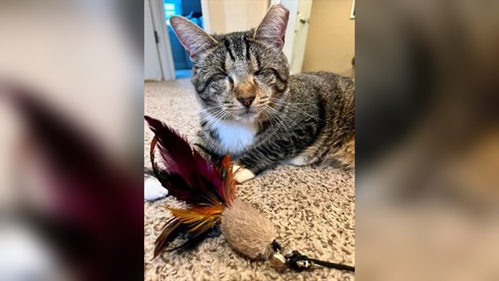 How Long Does Feline Rhinitis Lost on Cat Toys