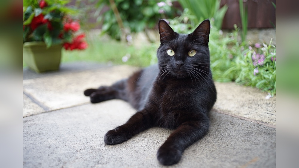 How Many Breeds of Black Cats are There: Discover the Mysterious Varieties