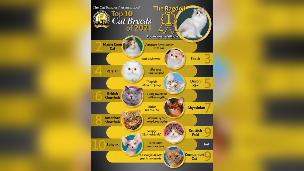 How Many Breeds of Cats are There 2025: Ultimate Guide Revealed