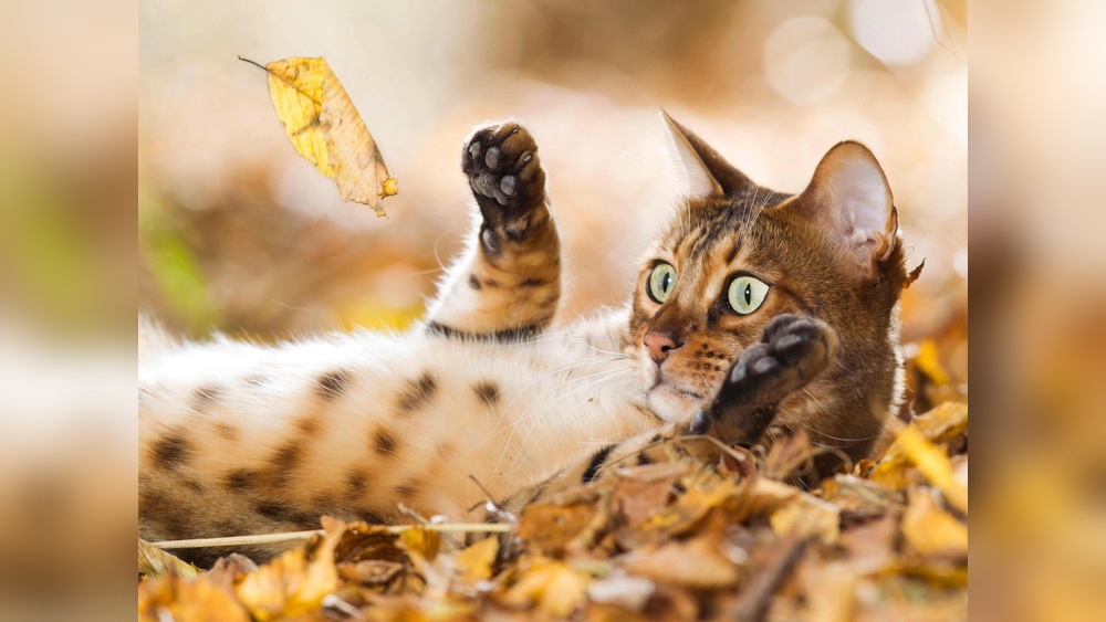 How Many Breeds of Wild Cats are There: Discover the Ultimate List