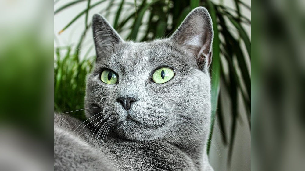 How Many Cat Breeds are There in 2025: Ultimate Guide Revealed