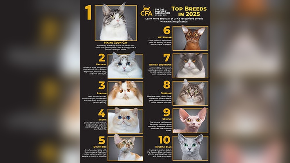 How Many Cat Breeds are There in Total 2025: Ultimate Guide
