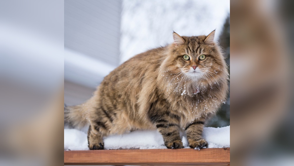 How Many Cat Breeds Exist: Discover the Ultimate Cat Breed Guide