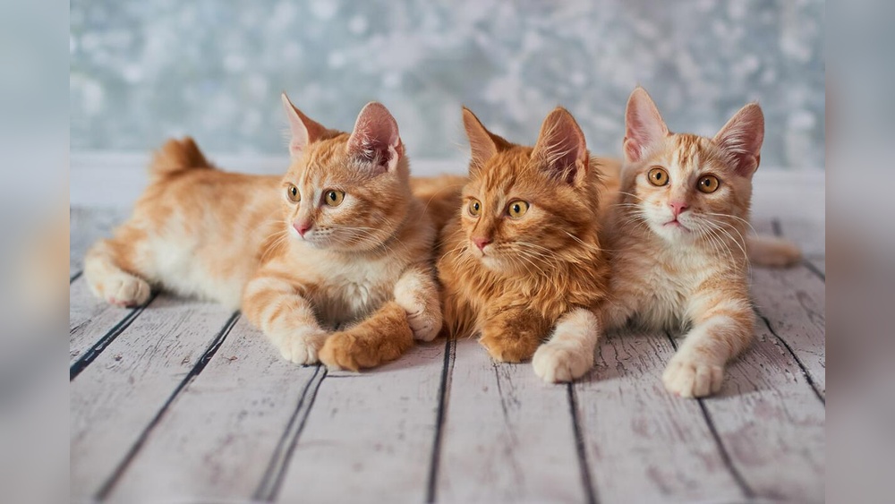 How Many Domestic Cat Breeds are There: Discover the Complete List!
