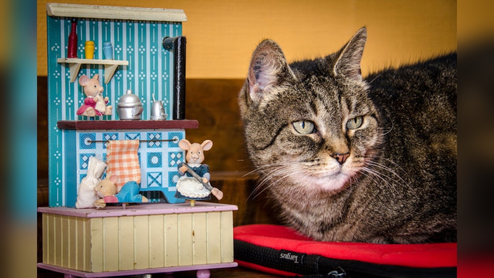 How Many Toys Do Cats Need: Ultimate Guide to Happy Pets
